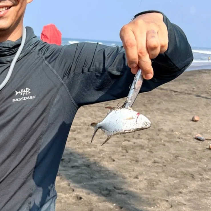 Palometa Blanca